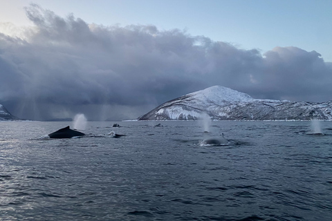 Skjervøy: Walvissen en Orka's kijken per RIB-bootSkjervøy: Whale Watching Tour per RIB-boot