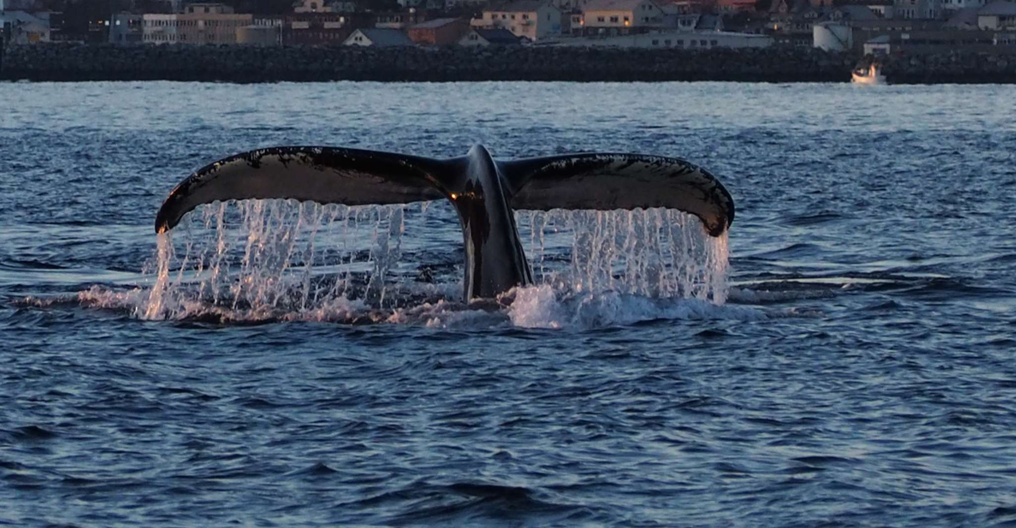Skjervøy, Baleia e Orca assistindo Tour by Rib Boat - Housity