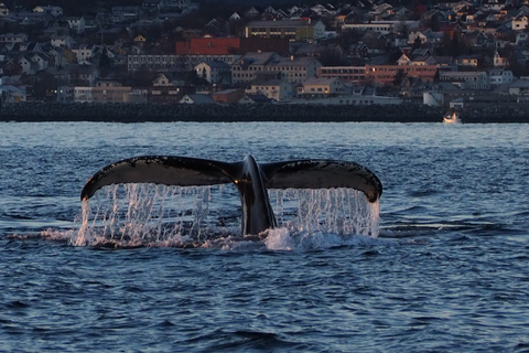 Skjervøy: Walvissen en Orka's kijken per RIB-bootSkjervøy: Whale Watching Tour per RIB-boot