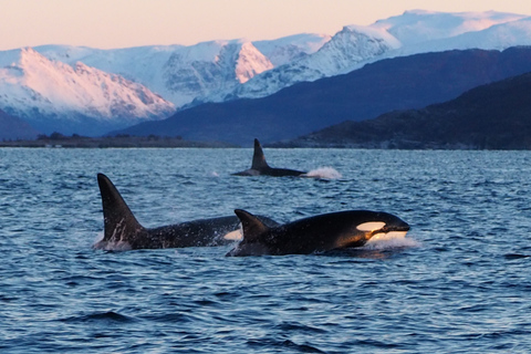 Skjervøy: Walvissen en Orka's kijken per RIB-bootSkjervøy: Whale Watching Tour per RIB-boot