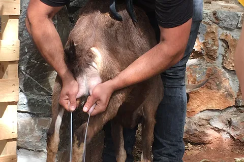 Rethymno: Explore Shepherd’s Hut and Cheese Making Process