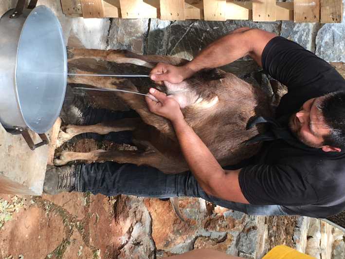 Rethymno: Explore Shepherd’s Hut and Cheese Making Process