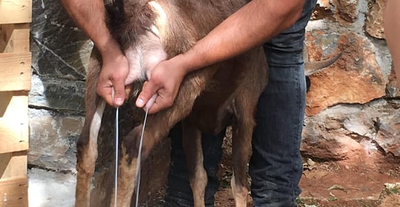 Rethymno: 4x4 Safari with Farm Visit & Cretan Tastes