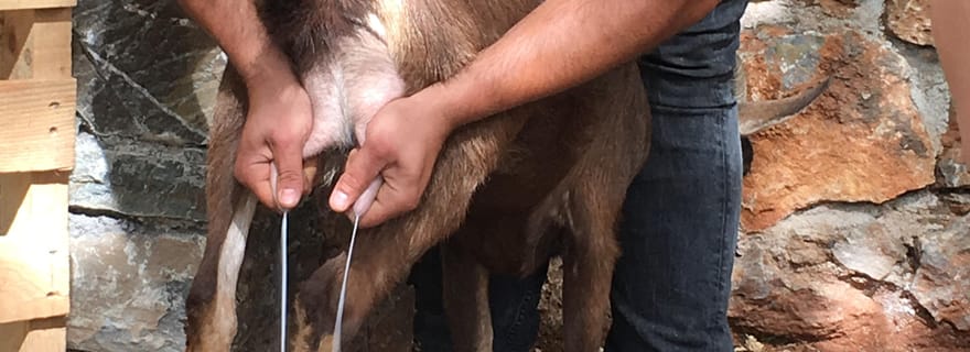 Safari en 4x4 à Réthymnon : dégustation et expérience à la ferme