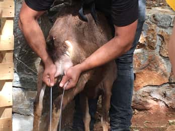 Rethymno: Erkunde die Schäferhütte und den Prozess der Käseherstellung