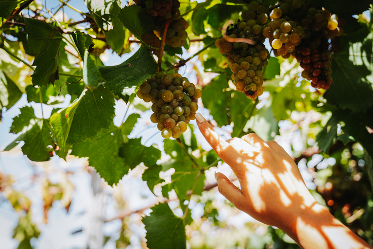 Nápoles: Excursão a Pompéia e Herculano com almoço e degustação de vinhosNápoles: excursão a Pompéia e Herculano com almoço e degustação de vinhos