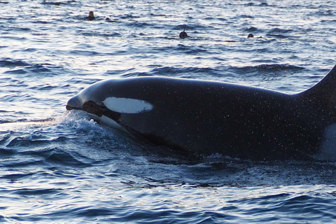 Skjervøy: Walvissen en Orka's kijken per RIB-bootSkjervøy: Whale Watching Tour per RIB-boot