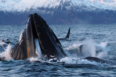 Skjervøy: Walvissen en Orka's kijken per RIB-bootSkjervøy: Whale Watching Tour per RIB-boot