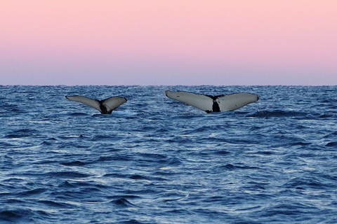 Skjervøy: Walvissen en Orka's kijken per RIB-bootSkjervøy: Whale Watching Tour per RIB-boot