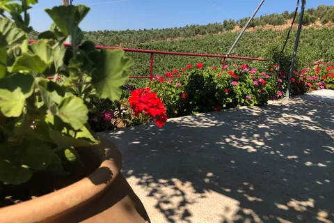 Explore the Secrets of Wine and Olives in Rethymno