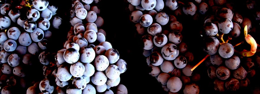 Pitigliano : dégustation de vin Ciliegiolo