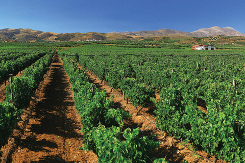 Découvrez les secrets du vin et des olives à RéthymnonRethymno : Visite d'un vignoble et d'un moulin à huile avec dégustation et déjeuner
