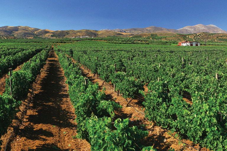 Découvrez les secrets du vin et des olives à RéthymnonRethymno : Visite d'un vignoble et d'un moulin à huile avec dégustation et déjeuner