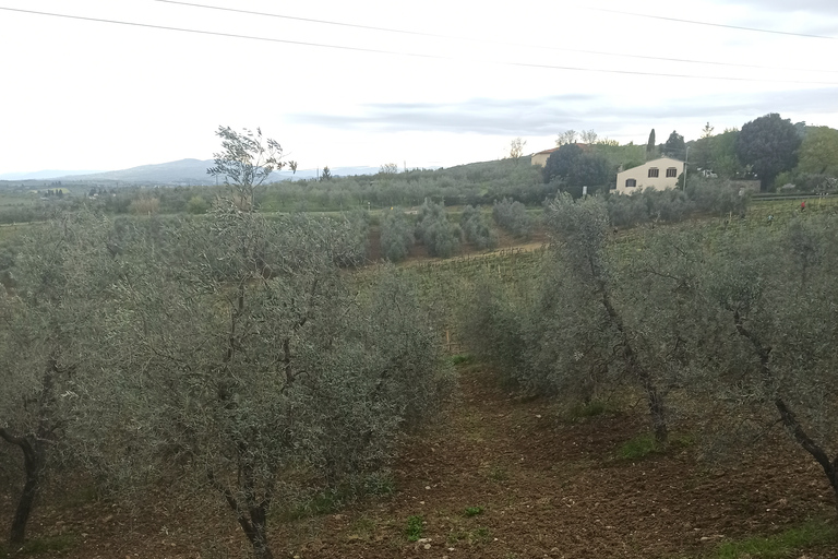 Pisa och Florens privata landutflykter från Livorno