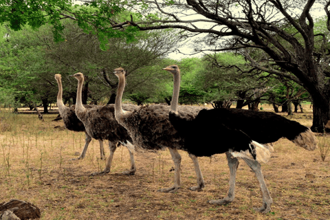 Mauricio: Entrada a los Parques Naturales de Casela con traslado