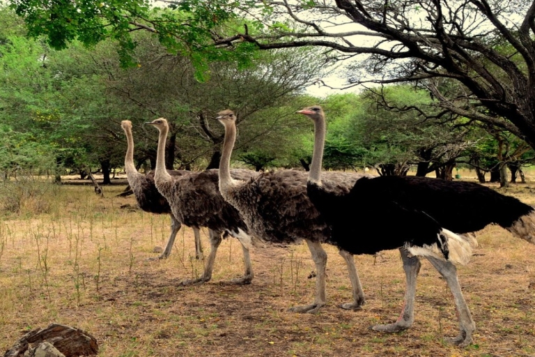 Mauritius: Casela Nature Parks Entrance Ticket with Transfer