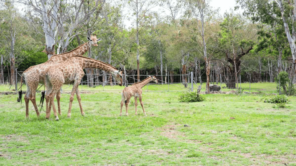 Mauritius: Casela Nature Parks Entrance Ticket with Transfer | GetYourGuide