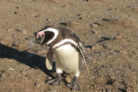 Full Day Excursion Punta Tombo with Penguins
