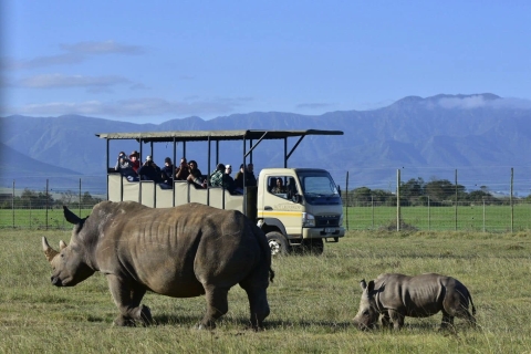 From Cape Town: South African Wildlife Safari 2-Day Tour Deluxe Stay Package