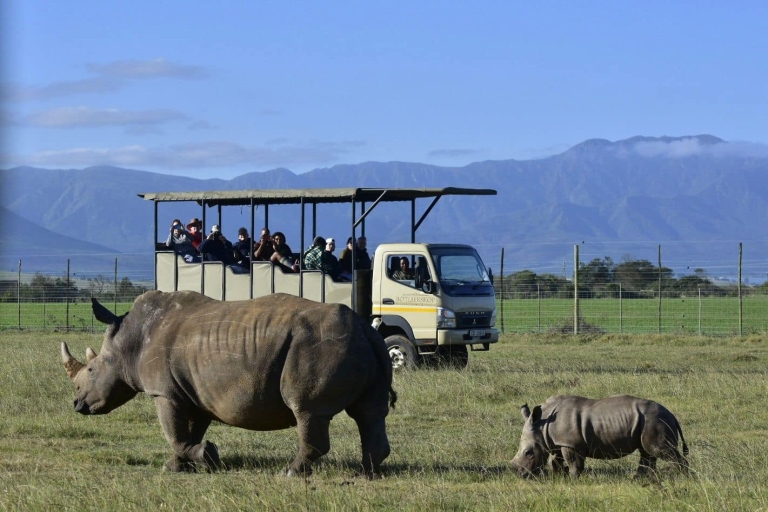 From Cape Town: South African Wildlife Safari 2-Day Tour Comfort Stay Package