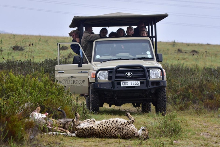 Depuis Le Cap : 2 jours de safari dans la nature sud-africaineForfait deluxe
