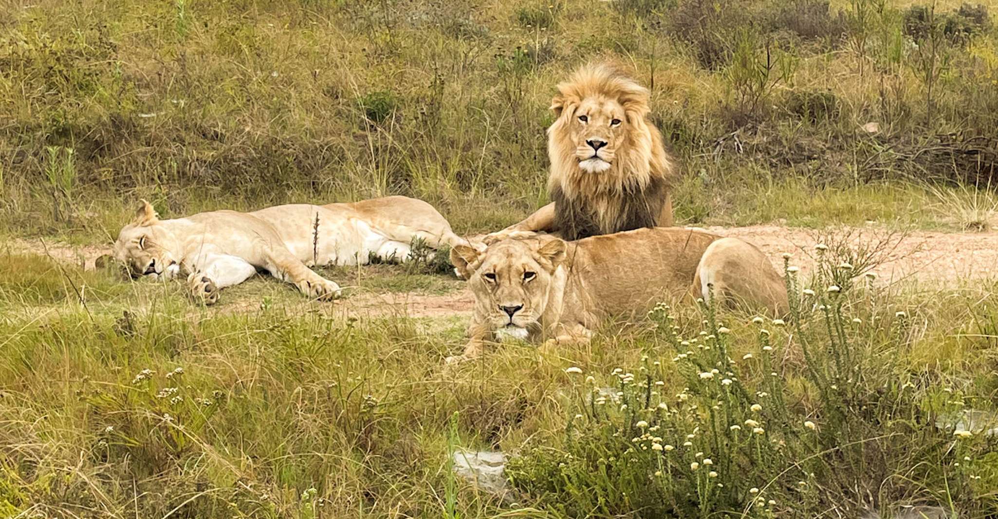 Cape Town, Güney Afrika Yaban Hayatı ve Safari 2 Günlük Tur - Hizvo