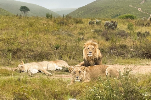 Desde Ciudad del Cabo: Safari de 2 días por la fauna sudafricanaPaquete de Alojamiento en Dormitorio