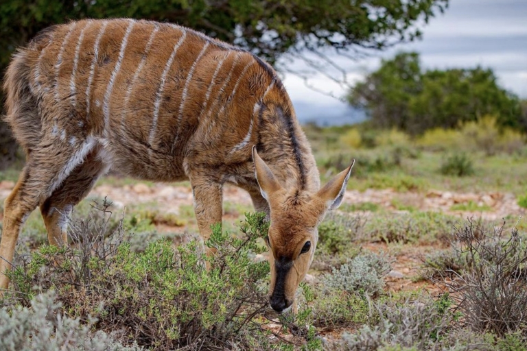 Desde Ciudad del Cabo: Safari de 2 días por la fauna sudafricanaPaquete de Alojamiento en Dormitorio