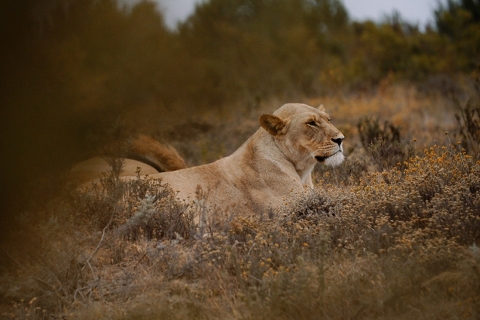 Desde Ciudad del Cabo: Safari de 2 días por la fauna sudafricanaPaquete turístico privado - Confort