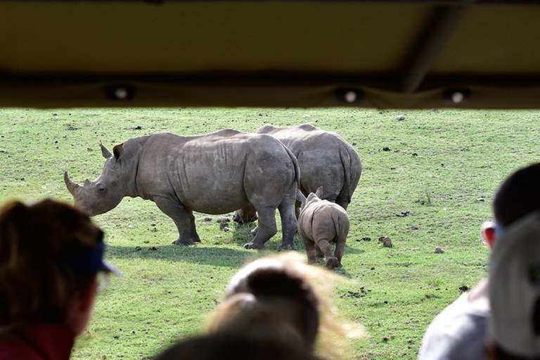 From Cape Town: South African Wildlife Safari 2-Day Tour Saver Stay Package