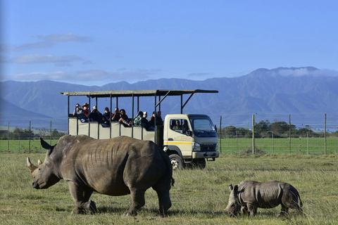 From Cape Town/Stellenbosch: 3 Day Garden Route and Safari Backpacker Dorm Room Package