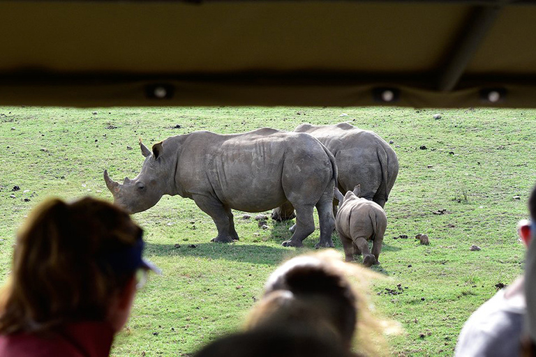 Från Kapstaden: 3-dagars Garden Route Highlights och 4x4 SafariDelad gruppresa med delad sovsal Backpacker Hostel Stay