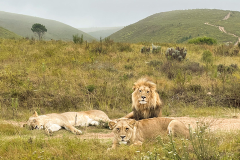 Från Kapstaden: 3-dagars Garden Route Highlights och 4x4 SafariDelad gruppresa med delad sovsal Backpacker Hostel Stay