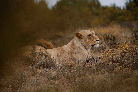 Ciudad del Cabo/Stellenbosch: 3 días Garden Route y safariPaquete en habitación compartida de mochilero