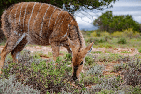 Ciudad del Cabo/Stellenbosch: 3 días Garden Route y safariPaquete en habitación compartida de mochilero