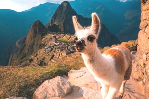 Aguas Calientes: Machu Picchu-ticket, bus en privégidsPrivérondleiding naar Machu Picchu vanuit Aguas Calientes
