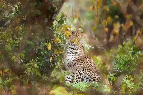 Vanuit Ella: Yala Nationaal Park Jeepsafari Tour