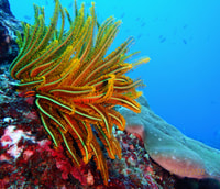 Da Nusa Penida, 3 punti Snorkeling Tour con Manta Rays - Housity