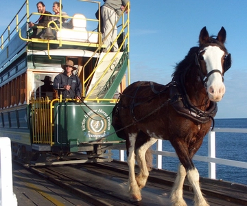 From Adelaide: Victor Harbor & Hahndorf Day Tour