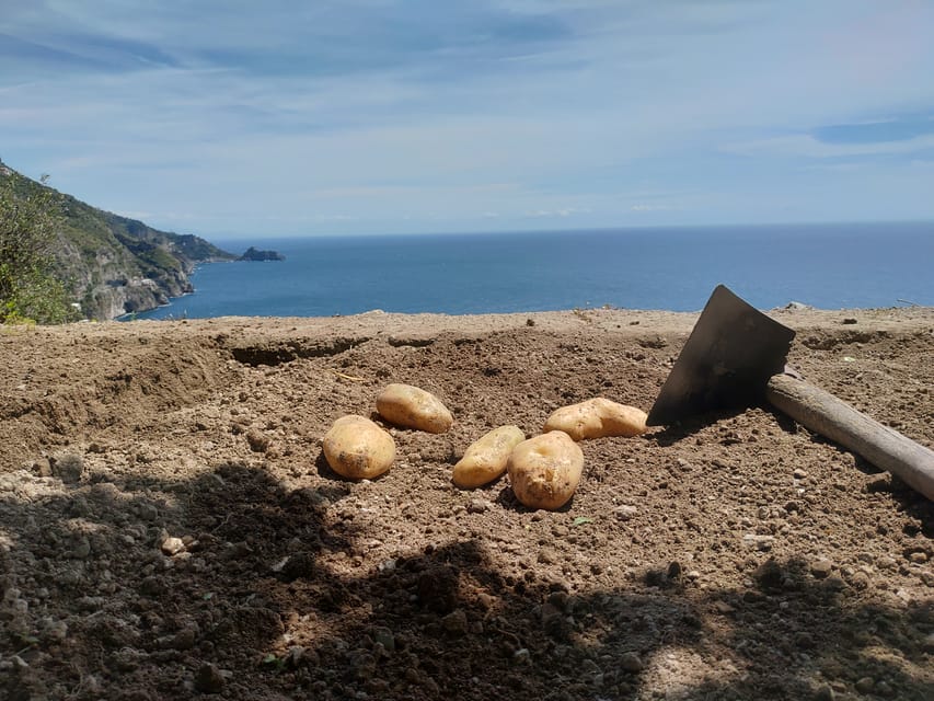 Cucina di Positano: i piatti tipici da assaggiare almeno una volta - Villa  Oliviero Blog