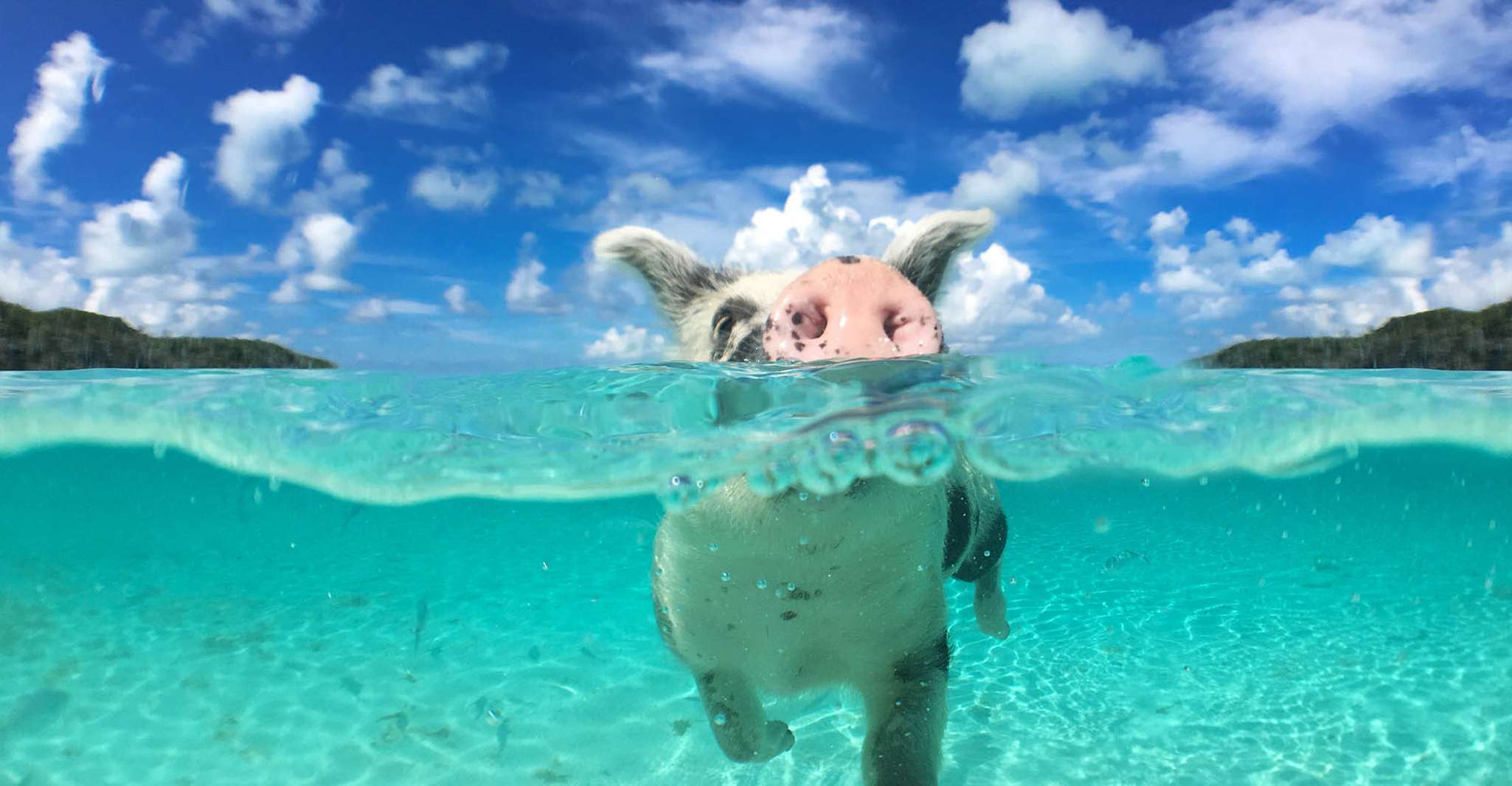 Nassau, Swimming Pigs, Snorkeling and Beach Boat Tour - Housity