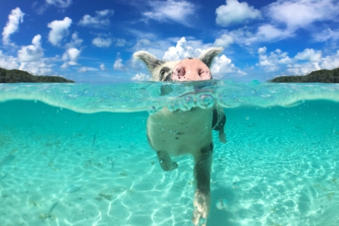 Cochons à la nage, speed-boat, plongée en apnée, forfait beach breakOption standard