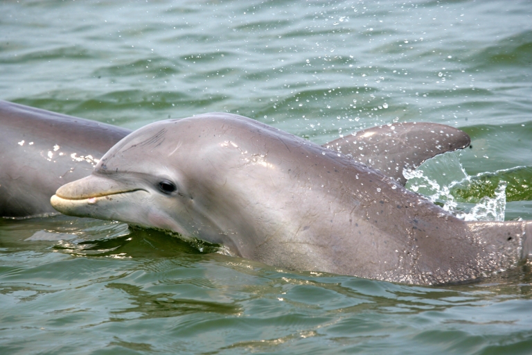 Navegación diurna con delfines a bordo de la Goleta PrideOpción Estándar