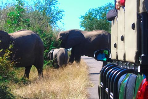 From Hazyview: 3-Day Kruger National Park Safari with Meals