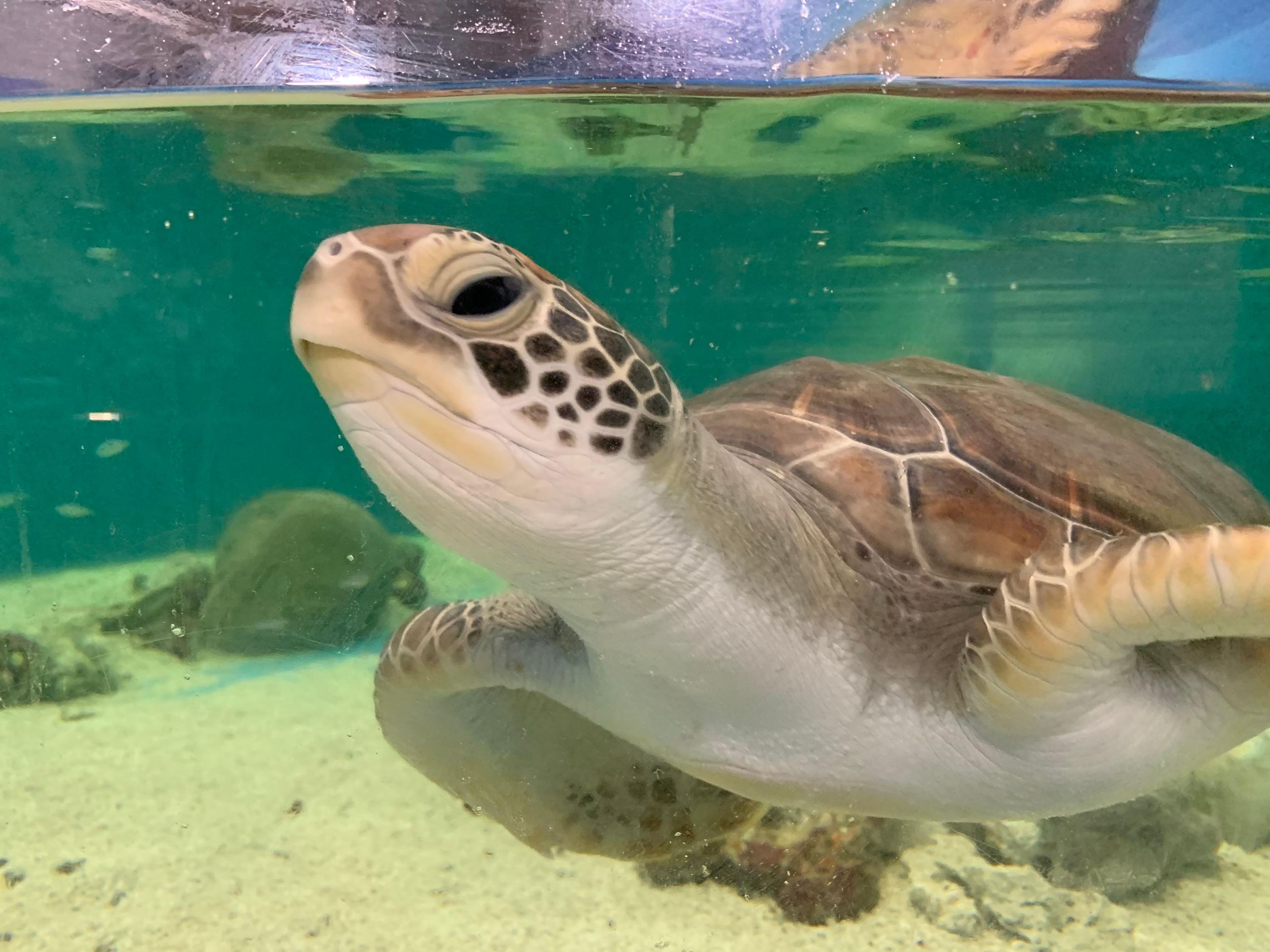 Cairns: Ticket für das Aquarium und die Schildkröten-Rehabilitationstour