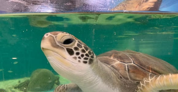 Cairns: Aquarium Entry Ticket and Turtle Rehabilitation Tour