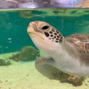 Cairns: Aquarium Entry Ticket and Turtle Rehabilitation Tour