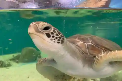 Aquarium Entry Ticket and Turtle Rehabilitation Tour