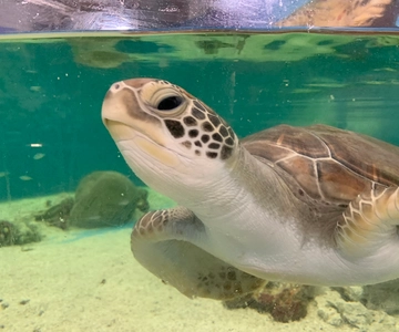 Aquarium Entry Ticket and Turtle Rehabilitation Tour