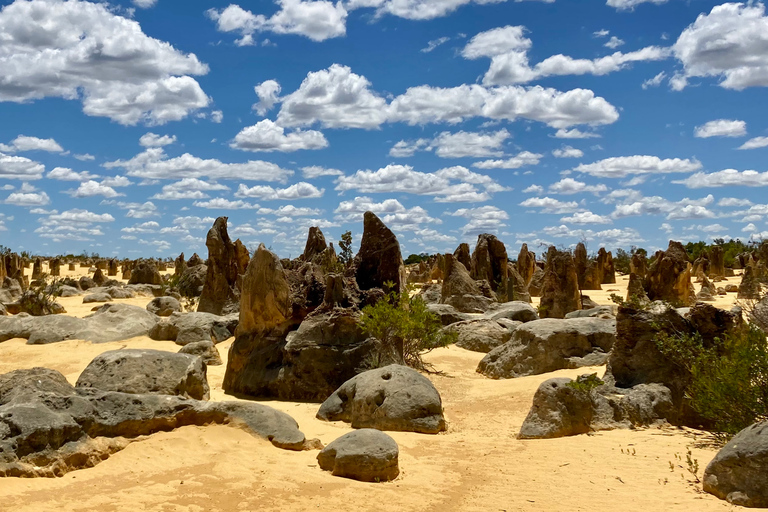 Perth: Pinnacles Desert Bush Walk Guided Tour with Lunch Guided tour in French